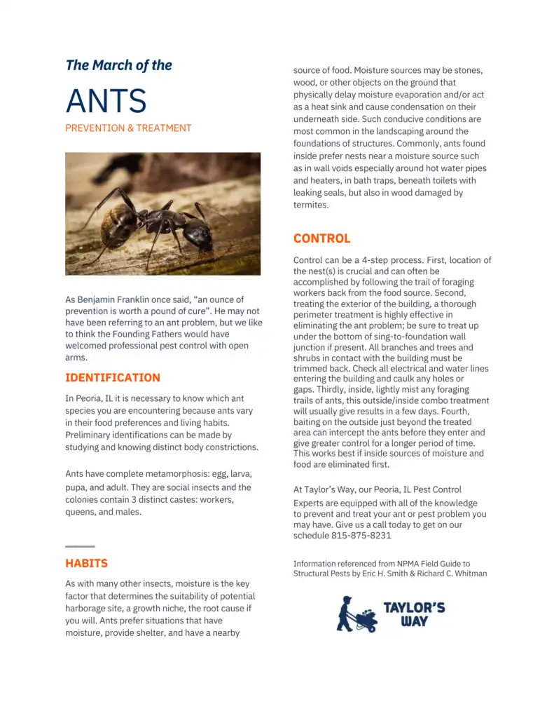March Ant Blog