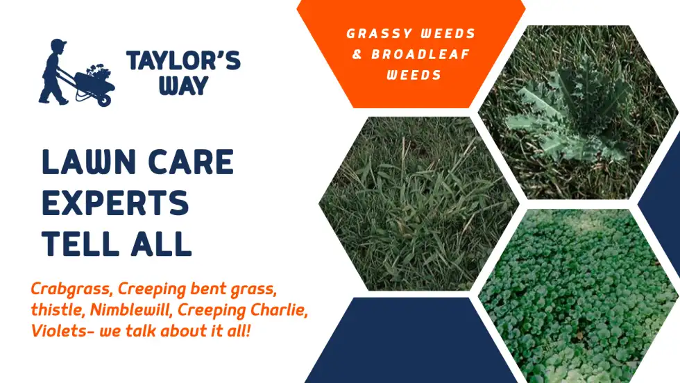 Spring lawn with blooming flowers and weed concerns