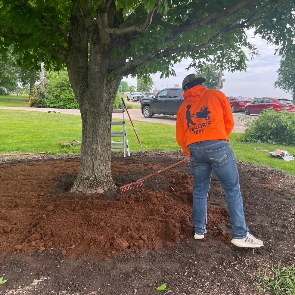 Tree mulch applied around base of tree