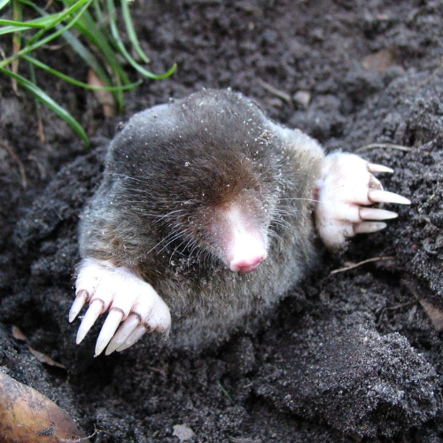 Moles In Yard