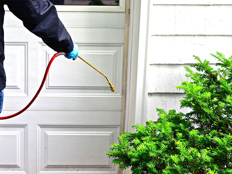 Pest Control Service
